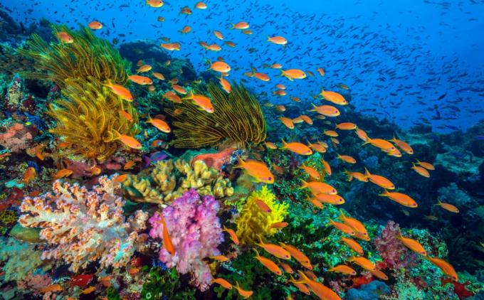 Коллективное действие для Океан-защищая кораллов